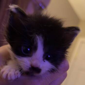 Spots -  Domestic Short Hair Cat for Adoption in Grantsville, Utah - Spots | PetCurious