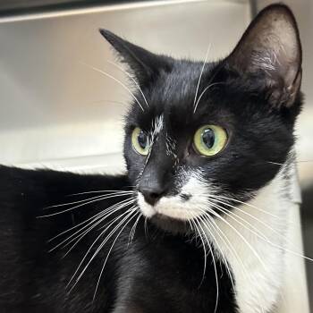 Domestic Short Hair Cats Available for Adoption in St. Augustine, Florida - Zen | PetCurious