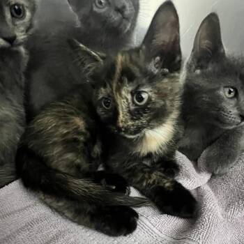 Aphrodite -  Domestic Short Hair Cat for Adoption in Sioux City, Iowa - Aphrodite | PetCurious