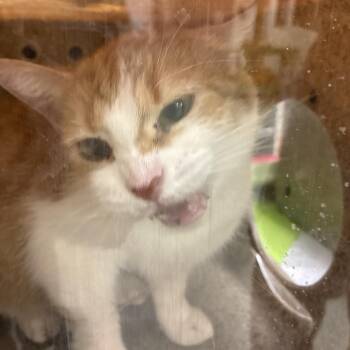 Taco -  Domestic Short Hair Cat for Adoption in Philadelphia, Pennsylvania - Taco | PetCurious