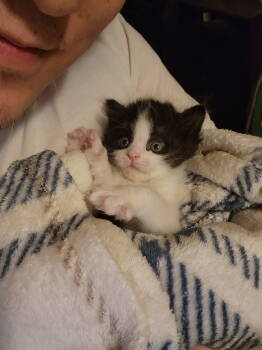 Rescue Domestic Medium Hair Cats for Adoption in Rockville, Maryland - Ruby | PetCurious