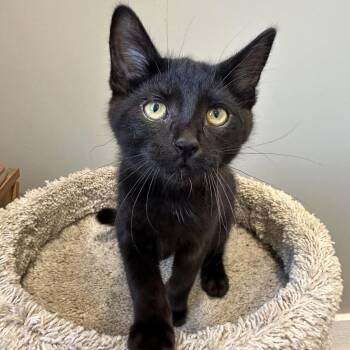 Jin -  Domestic Short Hair Cat for Adoption in Puslinch, Ontario - Jin | PetCurious