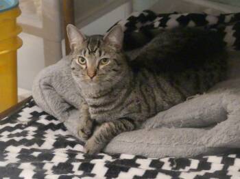 Domestic Short Hair Cats Available for Adoption - Luca | PetCurious