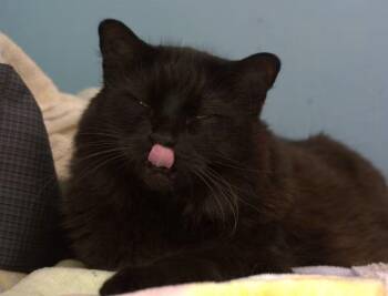 Kerfluffle -  Domestic Long Hair Cat for Adoption in Montreal, Quebec - Kerfluffle | PetCurious
