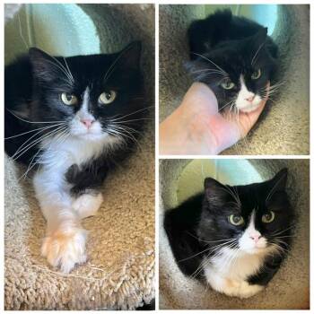 Nina -  Domestic Medium Hair Cat for Adoption in New York, New York - Nina | PetCurious