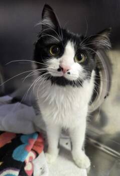 Domestic Medium Hair and Domestic Short Hair Cats Available for Adoption in Roseville, California - Angel Bites | PetCurious