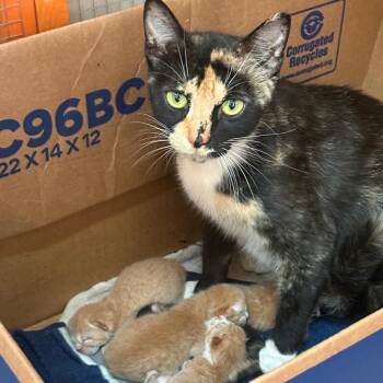 Everest -  Domestic Short Hair and Calico Cat for Adoption in Rochester Hills, Michigan - Everest | PetCurious