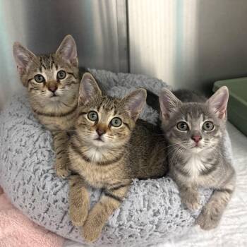 Raven -  Domestic Short Hair Cat for Adoption in Fort Lauderdale, Florida - Raven | PetCurious