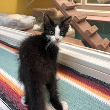 Poe -  Domestic Long Hair Cat for Adoption in Fresno, California - Poe | PetCurious