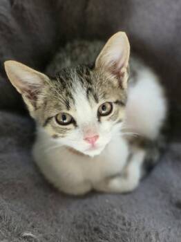 Sting -  Domestic Short Hair and Tabby Cat for Adoption in The Woodlands, Texas - Sting | PetCurious