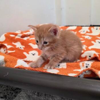 Domestic Short Hair Cats Available for Adoption in Chapel Hill, North Carolina - Ralphie | PetCurious