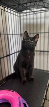 Domestic Short Hair Cats Available for Adoption in Chambersburg, Pennsylvania - Ekans | PetCurious