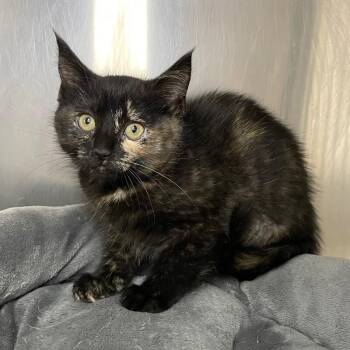 Domestic Short Hair Cats Available for Adoption in Roanoke, Virginia - Enid | PetCurious