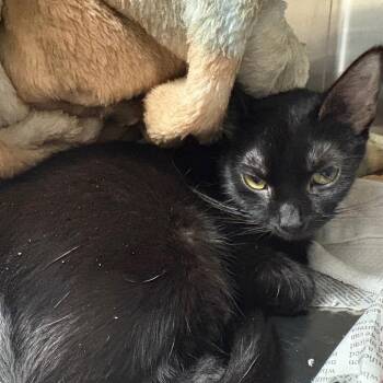 Roxanne -  Domestic Short Hair Cat for Adoption in Fairport, New York - Roxanne | PetCurious