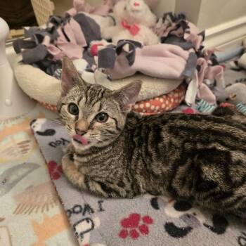 Domestic Short Hair Cats Available for Adoption - Lyric | PetCurious