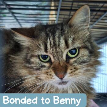 Joon Houston -  Domestic Long Hair Cat Available for Adoption in Denver, Colorado - Joon Houston | PetCurious