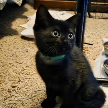 Licorice -  Domestic Short Hair Cat for Adoption in Winchendon, Massachusetts - Licorice | PetCurious