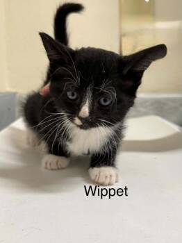 Wippet -  Domestic Short Hair Cat for Adoption in Plattsburgh, New York - Wippet | PetCurious