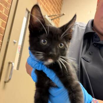 Rumi -  Domestic Short Hair Cat for Adoption in Birmingham, Alabama - Rumi | PetCurious