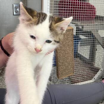 Tempo -  Domestic Short Hair Cat Available for Adoption in Carroll, Iowa - Tempo | PetCurious