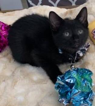 Hagrid -  Domestic Short Hair Cat for Adoption in Mechanicsburg, Pennsylvania - Hagrid | PetCurious