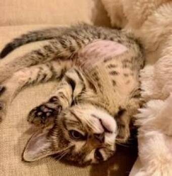 LILLY -  Domestic Short Hair Cat for Adoption in Camarillo, California - LILLY | PetCurious