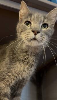 Eugene -  Domestic Short Hair Cat Available for Adoption in Panama City, Florida - Eugene | PetCurious
