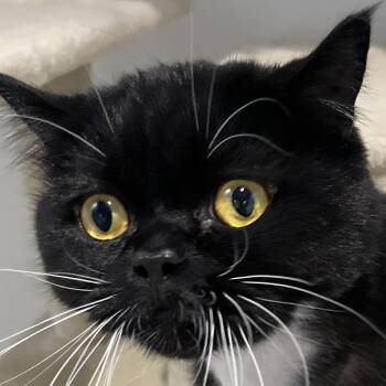Exotic Shorthair Cats Available for Adoption - Binx | PetCurious