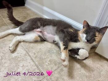 Calico Cats Available for Adoption in Woodbridge, Virginia - Juliet | PetCurious