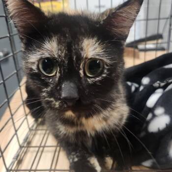 Shelby -  Domestic Short Hair Cat for Adoption in Edwardsville, Illinois - Shelby | PetCurious