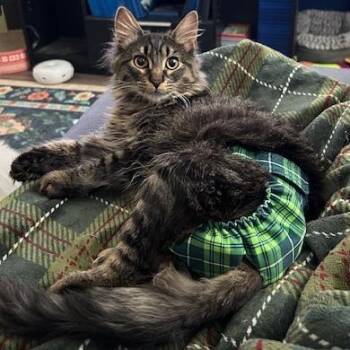 Domestic Long Hair Cats Available for Adoption - Phoenix | PetCurious