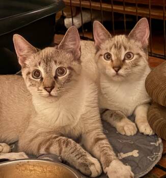 Hannah -  Siamese Cat for Adoption in Goliad, Texas - Hannah | PetCurious