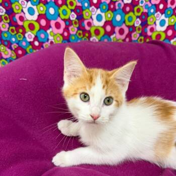 Dino -  Domestic Short Hair Cat for Adoption in Riverwoods, Illinois - Dino | PetCurious