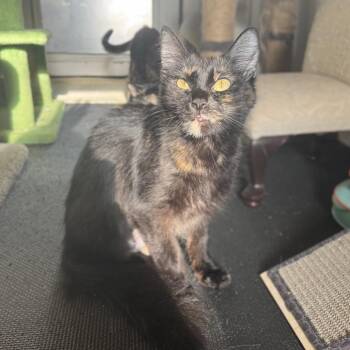 Penelope A26-081 -  Domestic Long Hair Cat for Adoption in Santa Rosa Beach, Florida - Penelope A26-081 | PetCurious