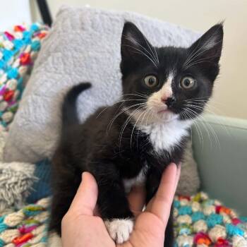 Cardi -  Domestic Short Hair Cat for Adoption in Lyndhurst, Virginia - Cardi | PetCurious