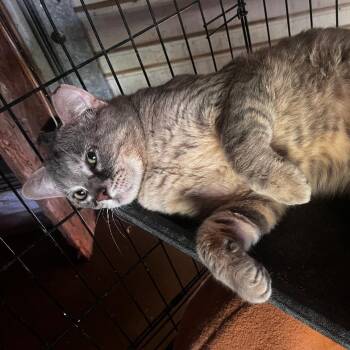 Domestic Short Hair Cats Available for Adoption in Bentonville, Arkansas - Lucky | PetCurious