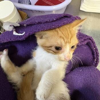 Wet -  Domestic Short Hair Cat for Adoption in Windsor, Virginia - Wet | PetCurious
