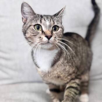 Elementary -  Domestic Short Hair Cat for Adoption in Brownsboro, Alabama - Elementary | PetCurious