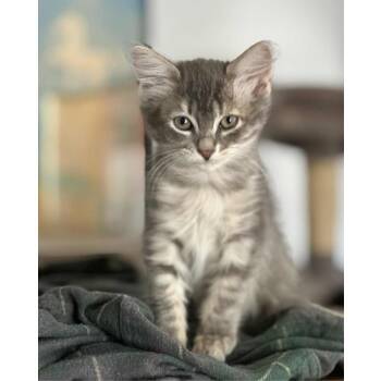 Rescue Domestic Short Hair Cats for Adoption in Morgan Hill, California - Lacie | PetCurious