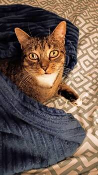 Rescue Tabby Cats for Adoption in Syracuse, New York - Ginny | PetCurious