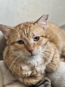 Domestic Short Hair Cats Available for Adoption - Chip | PetCurious