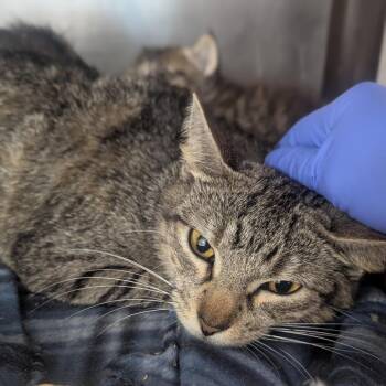 Domestic Short Hair Cats Available for Adoption in Denver, Colorado - Mama Pumpkin Houston | PetCurious