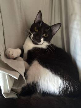 Domestic Short Hair Cats Available for Adoption in San Juan, San Juan - Aron | PetCurious