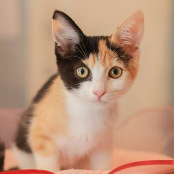 Rescue Domestic Short Hair Cats for Adoption in Los Angeles, California - Brie | PetCurious