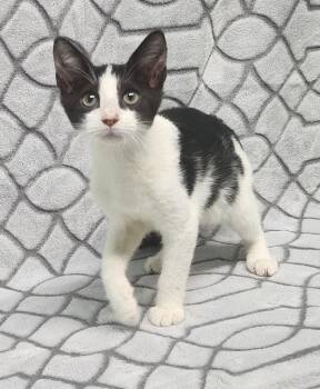 260974  Rosie -  Domestic Short Hair Cat for Adoption in Wetumpka, Alabama - 260974  Rosie | PetCurious