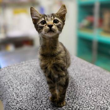 Bud Pumpernickel -  Domestic Medium Hair Cat for Adoption in Topeka, Kansas - Bud Pumpernickel | PetCurious