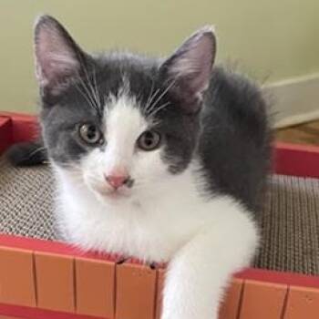 Yaz -  Domestic Short Hair Cat for Adoption in Ottawa, Ontario - Yaz | PetCurious