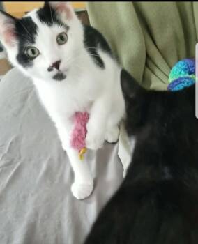 Domestic Short Hair Cats Available for Adoption - Fievel | PetCurious