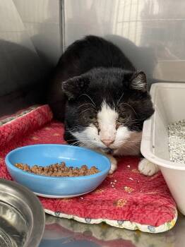 Rescue Domestic Short Hair Cats for Adoption in Glenfield, New York - Road Runner | PetCurious