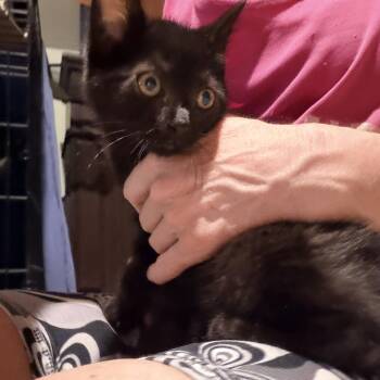 Cookie Monster -  Abyssinian Cat for Adoption in Newark Valley, New York - Cookie Monster | PetCurious